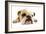 English Bulldog Lying in Studio-null-Framed Photographic Print