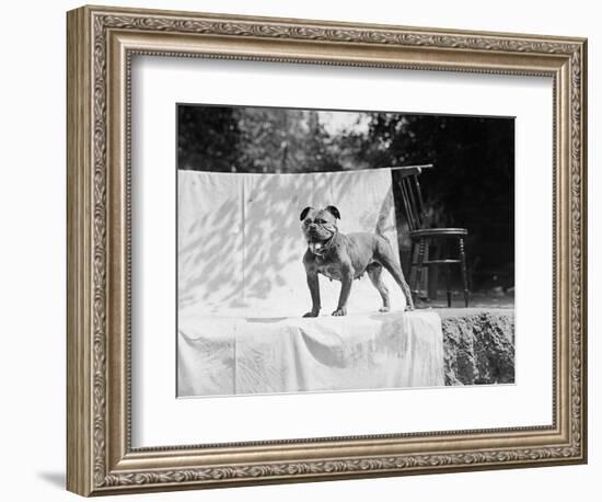 English Bulldog Portrait, Ca. 1930-null-Framed Photographic Print