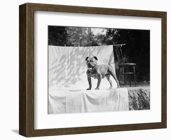 English Bulldog Portrait, Ca. 1930-null-Framed Photographic Print