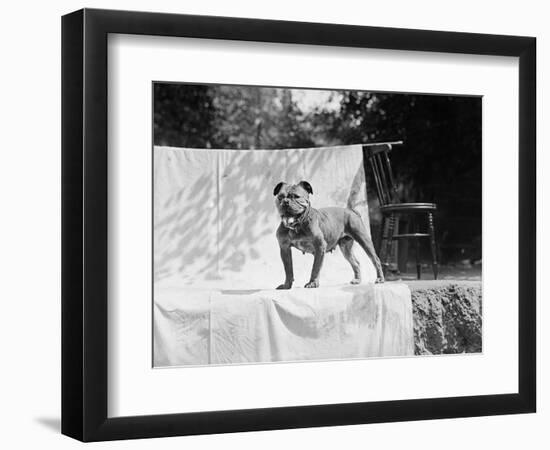 English Bulldog Portrait, Ca. 1930-null-Framed Photographic Print