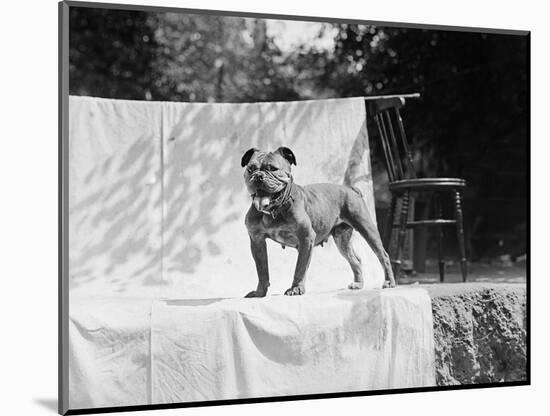 English Bulldog Portrait, Ca. 1930-null-Mounted Photographic Print