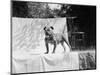 English Bulldog Portrait, Ca. 1930-null-Mounted Photographic Print