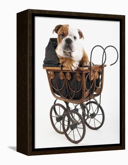 English Bulldog Puppy in a Baby Carriage-Peter M. Fisher-Framed Premier Image Canvas