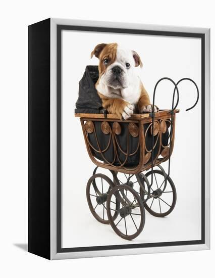 English Bulldog Puppy in a Baby Carriage-Peter M. Fisher-Framed Premier Image Canvas