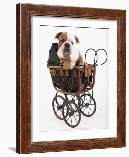 English Bulldog Puppy in a Baby Carriage-Peter M. Fisher-Framed Photographic Print