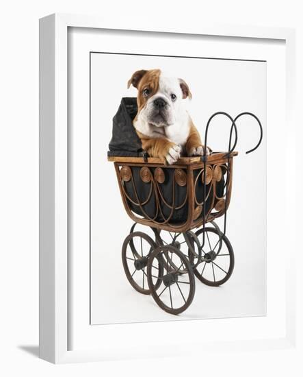 English Bulldog Puppy in a Baby Carriage-Peter M. Fisher-Framed Photographic Print