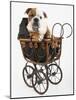 English Bulldog Puppy in a Baby Carriage-Peter M. Fisher-Mounted Photographic Print