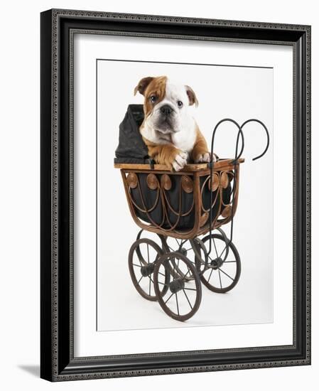 English Bulldog Puppy in a Baby Carriage-Peter M. Fisher-Framed Photographic Print