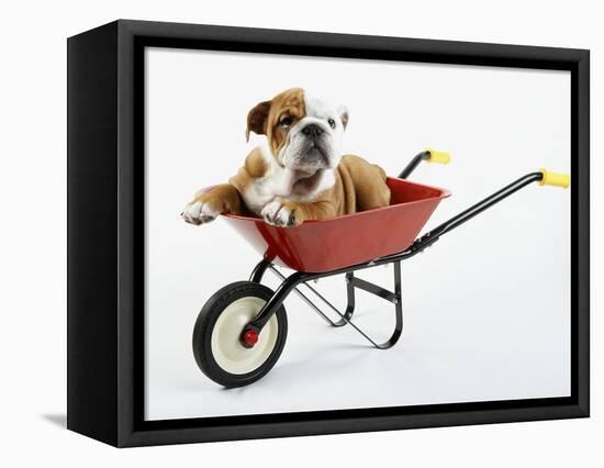 English Bulldog Puppy in a Wheelbarrow-Peter M. Fisher-Framed Premier Image Canvas