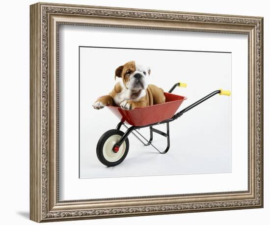 English Bulldog Puppy in a Wheelbarrow-Peter M. Fisher-Framed Photographic Print