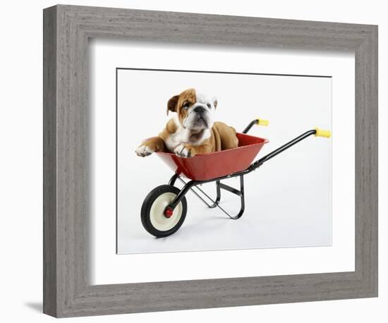 English Bulldog Puppy in a Wheelbarrow-Peter M. Fisher-Framed Photographic Print