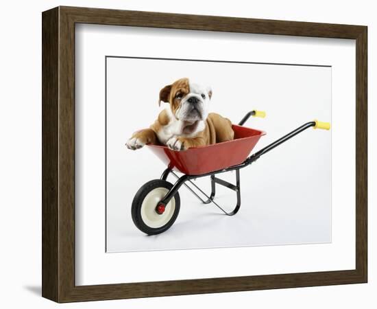 English Bulldog Puppy in a Wheelbarrow-Peter M. Fisher-Framed Photographic Print