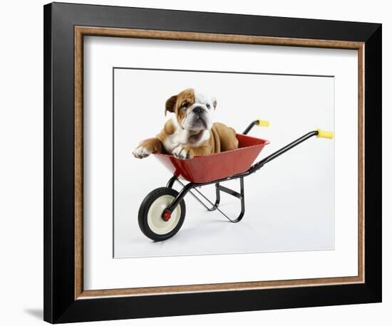 English Bulldog Puppy in a Wheelbarrow-Peter M. Fisher-Framed Photographic Print