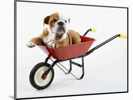 English Bulldog Puppy in a Wheelbarrow-Peter M. Fisher-Mounted Photographic Print