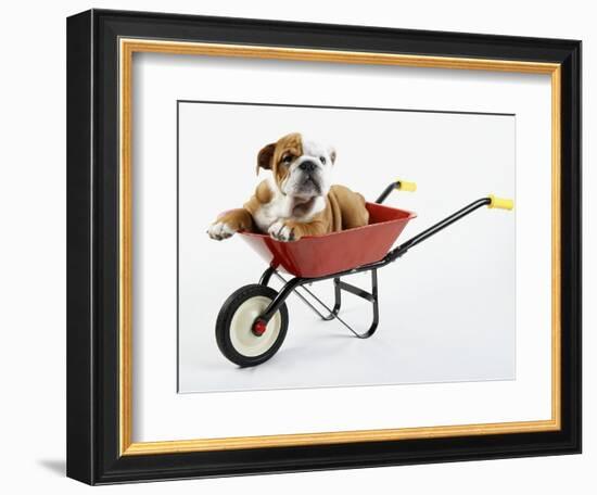 English Bulldog Puppy in a Wheelbarrow-Peter M. Fisher-Framed Photographic Print