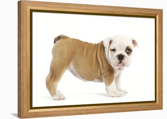 English Bulldog Puppy in Studio-null-Framed Premier Image Canvas