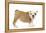 English Bulldog Puppy in Studio-null-Framed Premier Image Canvas