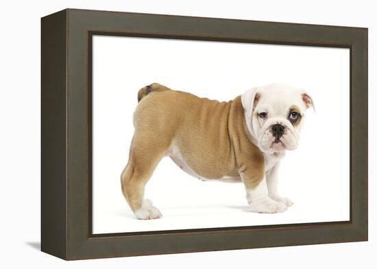 English Bulldog Puppy in Studio-null-Framed Premier Image Canvas