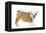 English Bulldog Puppy in Studio-null-Framed Premier Image Canvas