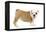 English Bulldog Puppy in Studio-null-Framed Premier Image Canvas