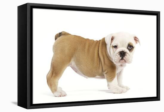 English Bulldog Puppy in Studio-null-Framed Premier Image Canvas
