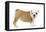 English Bulldog Puppy in Studio-null-Framed Premier Image Canvas