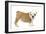 English Bulldog Puppy in Studio-null-Framed Photographic Print