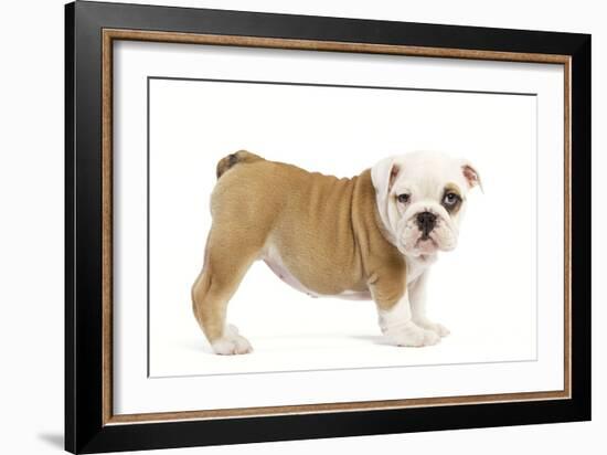 English Bulldog Puppy in Studio-null-Framed Photographic Print