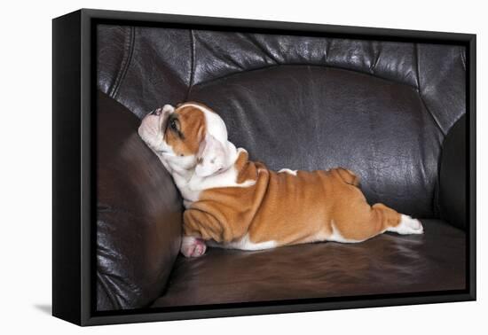 English Bulldog Puppy Relaxing on Black Leather Sofa.-B Stefanov-Framed Premier Image Canvas