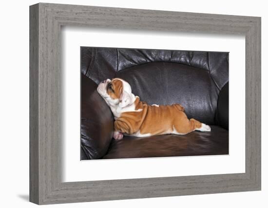 English Bulldog Puppy Relaxing on Black Leather Sofa.-B Stefanov-Framed Photographic Print