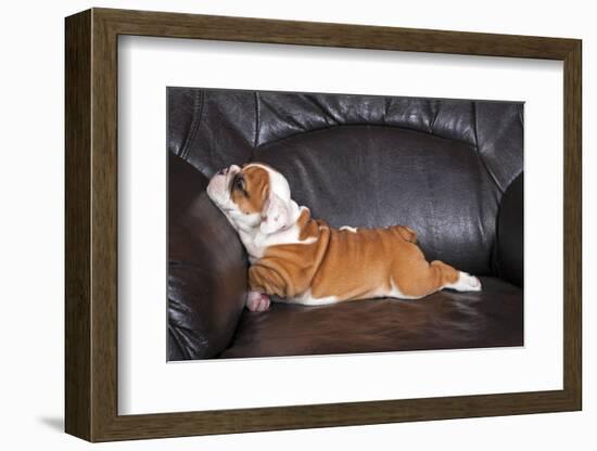 English Bulldog Puppy Relaxing on Black Leather Sofa.-B Stefanov-Framed Photographic Print