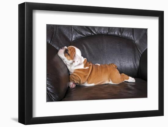 English Bulldog Puppy Relaxing on Black Leather Sofa.-B Stefanov-Framed Photographic Print