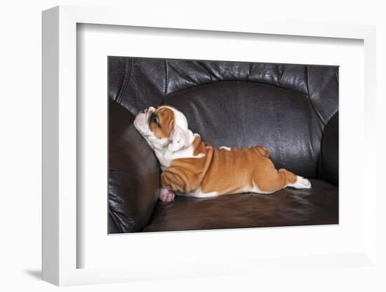 English Bulldog Puppy Relaxing on Black Leather Sofa.-B Stefanov-Framed Photographic Print