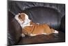 English Bulldog Puppy Relaxing on Black Leather Sofa.-B Stefanov-Mounted Photographic Print