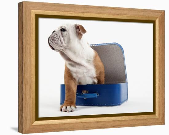 English Bulldog Puppy Sitting in a Lunch Box-Peter M. Fisher-Framed Premier Image Canvas
