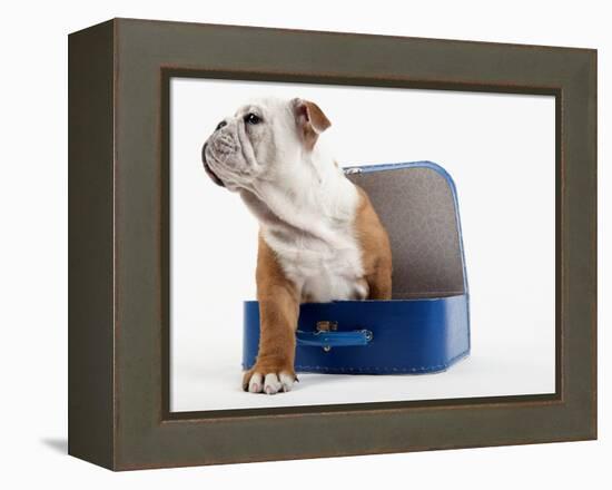 English Bulldog Puppy Sitting in a Lunch Box-Peter M. Fisher-Framed Premier Image Canvas