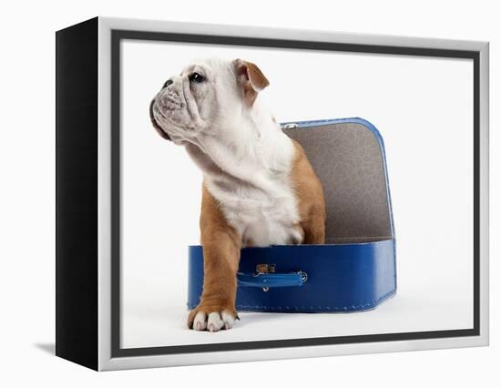 English Bulldog Puppy Sitting in a Lunch Box-Peter M. Fisher-Framed Premier Image Canvas