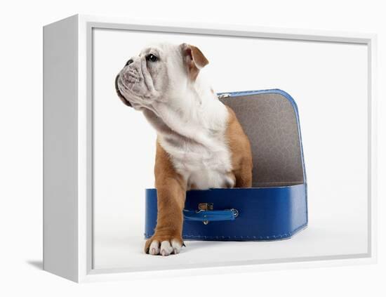 English Bulldog Puppy Sitting in a Lunch Box-Peter M. Fisher-Framed Premier Image Canvas