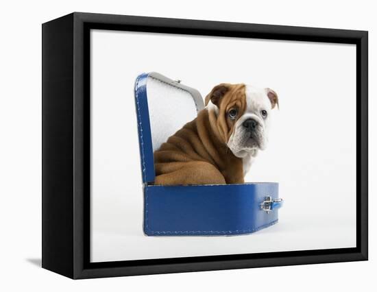 English Bulldog Puppy Sitting in a Lunch Box-Peter M. Fisher-Framed Premier Image Canvas