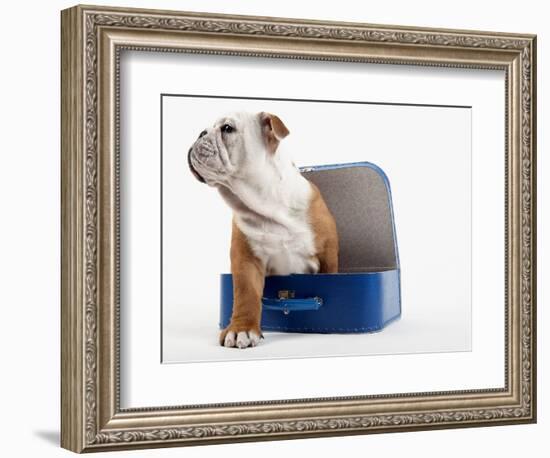 English Bulldog Puppy Sitting in a Lunch Box-Peter M. Fisher-Framed Photographic Print