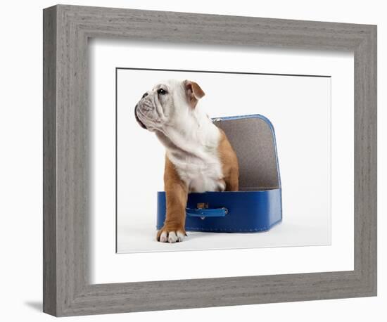 English Bulldog Puppy Sitting in a Lunch Box-Peter M. Fisher-Framed Photographic Print