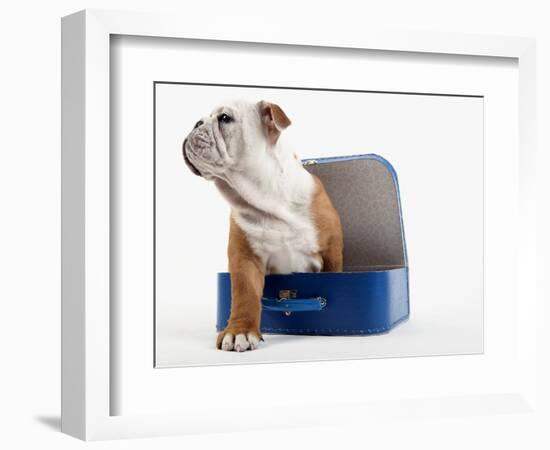 English Bulldog Puppy Sitting in a Lunch Box-Peter M. Fisher-Framed Photographic Print