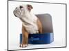 English Bulldog Puppy Sitting in a Lunch Box-Peter M. Fisher-Mounted Photographic Print