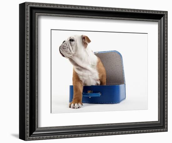 English Bulldog Puppy Sitting in a Lunch Box-Peter M. Fisher-Framed Photographic Print