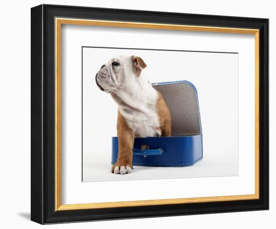 English Bulldog Puppy Sitting in a Lunch Box-Peter M. Fisher-Framed Photographic Print