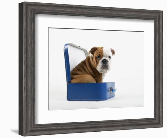 English Bulldog Puppy Sitting in a Lunch Box-Peter M. Fisher-Framed Photographic Print