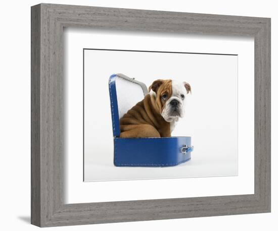 English Bulldog Puppy Sitting in a Lunch Box-Peter M. Fisher-Framed Photographic Print