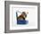 English Bulldog Puppy Sitting in a Lunch Box-Peter M. Fisher-Framed Photographic Print