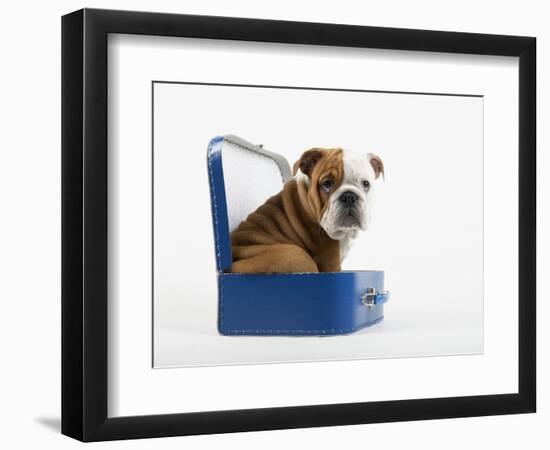 English Bulldog Puppy Sitting in a Lunch Box-Peter M. Fisher-Framed Photographic Print