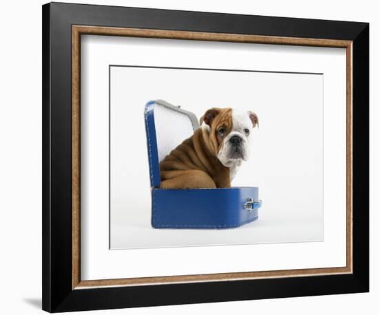 English Bulldog Puppy Sitting in a Lunch Box-Peter M. Fisher-Framed Photographic Print